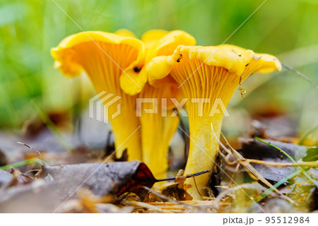 Edible mushrooms. Close up of chanterelle mushrooms in a forest 95512984