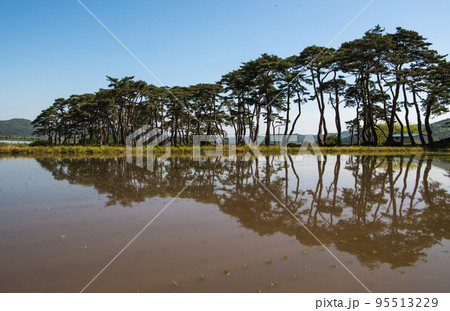 自然 風景 植物 95513229