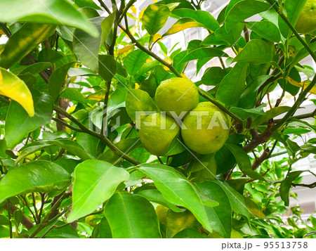 東京板橋・高島平の民家で実る柚子 95513758