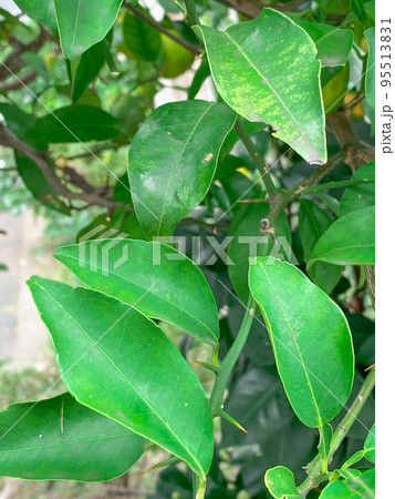 東京板橋・高島平の民家で実る柚子 東京板橋・高島平の民家で実る柚子 95513831