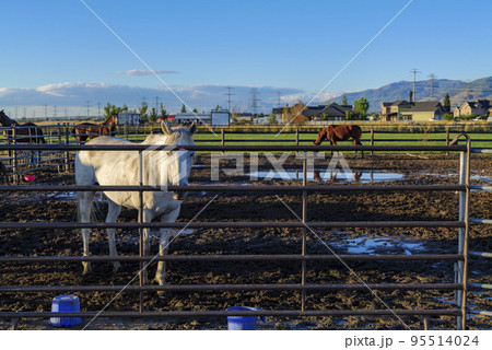 Bay Horse Standing on the farm, Split Rail metal fence in a pasture, mountain view in the background Bay Horse Standing on the farm, Split Rail metal fence in a pasture, mountain view in the background 95514024