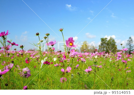 小野ひまわりの丘公園 95514055