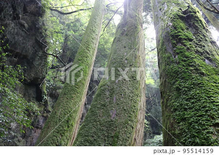 苔に覆われた木 95514159