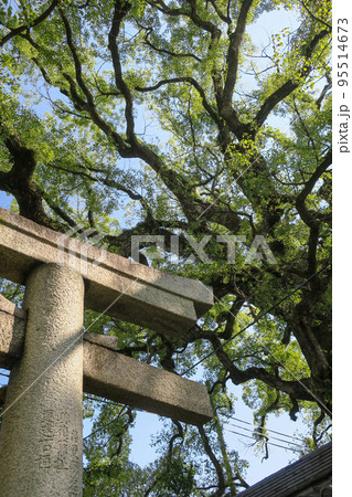 京都・東山区 新熊野神社の大樟・クスノキ 95514673