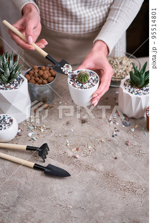Woman planting Cactus Plant into White plastic Pot Woman planting Cactus Plant into White plastic Pot 95514801