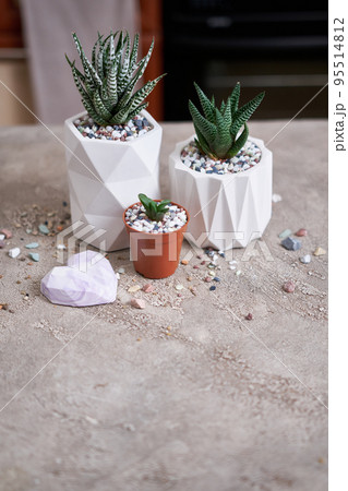 Potted Succulent haworthia Plant in White ceramic Pot 95514812