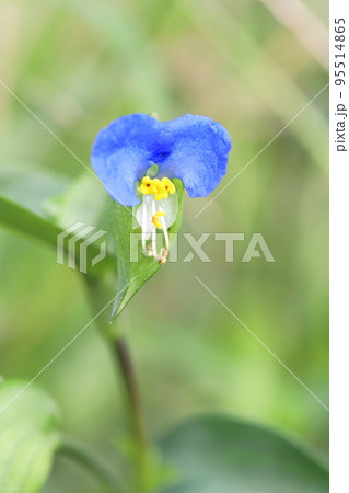 かわいい露草(ツユクサ)の花 かわいい露草(ツユクサ)の花 95514865