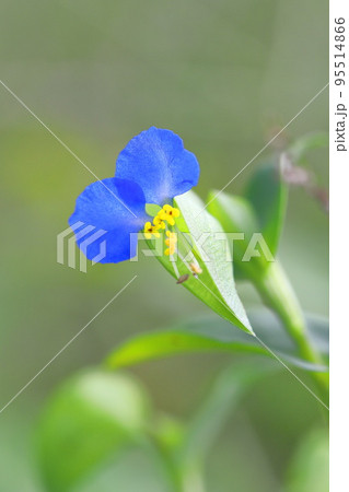かわいい露草（ツユクサ）の花 95514866