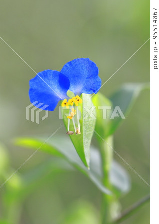 かわいい露草（ツユクサ）の花 95514867