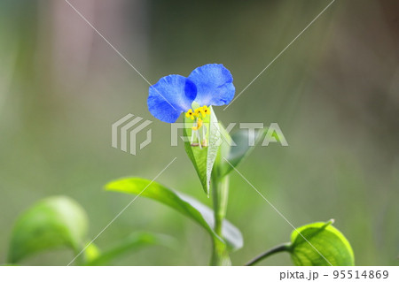かわいい露草(ツユクサ)の花 かわいい露草(ツユクサ)の花 95514869