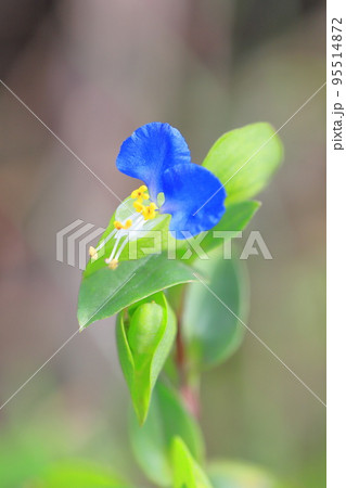 かわいい露草(ツユクサ)の花 かわいい露草(ツユクサ)の花 95514872