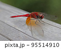 赤とんぼよりも赤い目まで真っ赤なベニトンボ 95514910