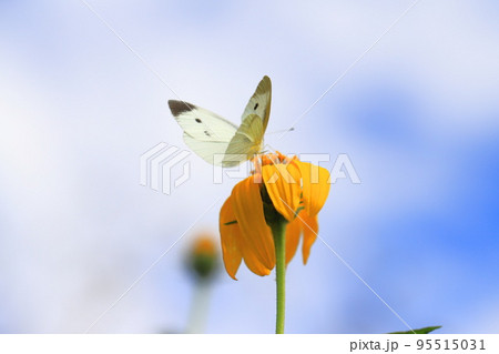 花の蜜を吸う白いチョウ　 95515031