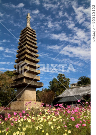 般若寺のコスモス 95515152