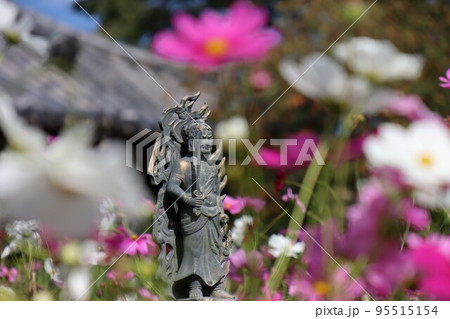 般若寺のコスモス 般若寺のコスモス 95515154