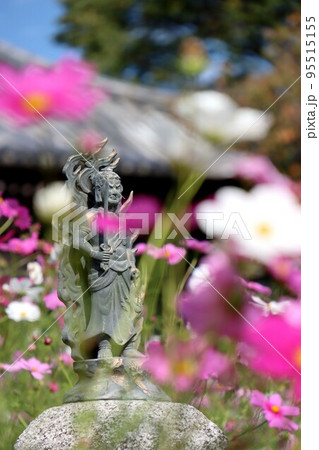 般若寺のコスモス 般若寺のコスモス 95515155