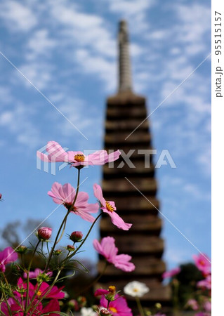 般若寺のコスモス 般若寺のコスモス 95515157