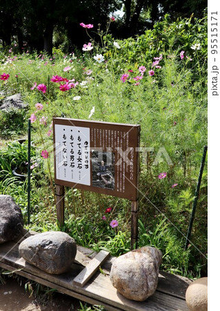 般若寺のコスモス 95515171