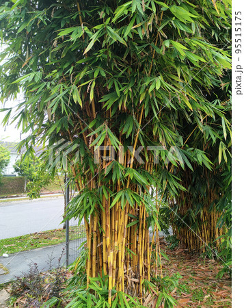 Clumps of bamboo trees. Bamboo can be used in a variety of ways and is a type of plant that is easy to grow and reproduce. 95515175