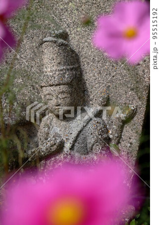 般若寺のコスモス 般若寺のコスモス 95515192