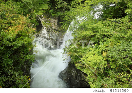 高知県吾川郡仁淀川町大屋 仁淀ブルーの名所安居渓谷 台風で増水した安居川にかかるみかえりの滝 高知県吾川郡仁淀川町大屋 仁淀ブルーの名所安居渓谷 台風で増水した安居川にかかるみかえりの滝 95515590