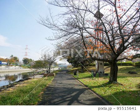 東京 新左近川親水公園 紅葉(2020年11月) 東京 新左近川親水公園 紅葉(2020年11月) 95515641