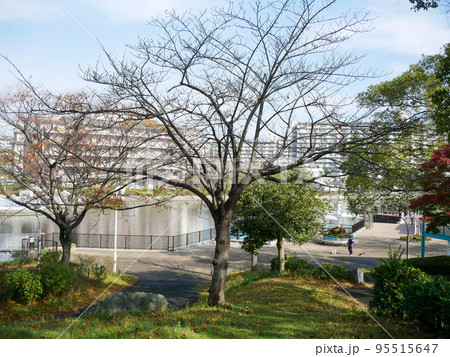 東京 新左近川親水公園 紅葉(2020年11月) 東京 新左近川親水公園 紅葉(2020年11月) 95515647