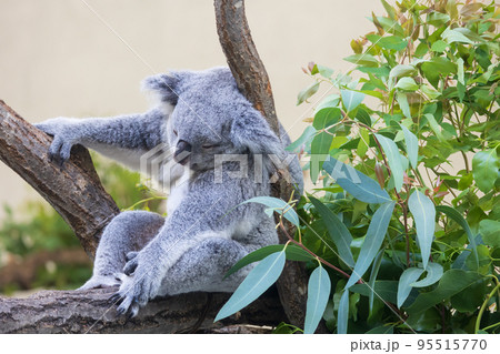 木の上で眠るコアラ 95515770