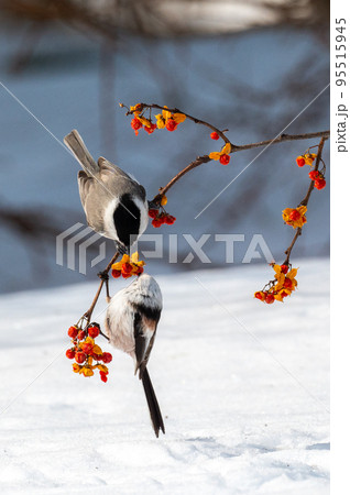 ハシブトガラとシマエナガ 95515945
