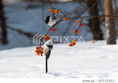 ハシブトガラとシマエナガ 95515951
