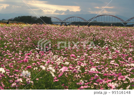 荒川河川敷のコスモス畑、夕陽に照らされた一面のコスモス【埼玉県鴻巣市】 荒川河川敷のコスモス畑、夕陽に照らされた一面のコスモス【埼玉県鴻巣市】 95516148