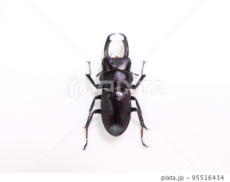 コクワガタ クワガタムシ 夏休み 子供 コクワガタ クワガタムシ 夏休み 子供 95516434