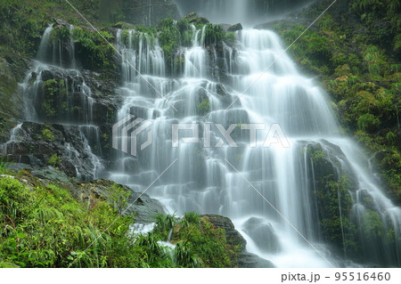 高知県吾川郡仁淀川町大屋　仁淀ブルーの名所安居渓谷　台風で増水し迫力の増した背龍の滝 95516460