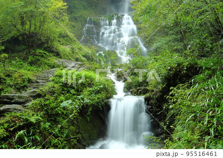 高知県吾川郡仁淀川町大屋　仁淀ブルーの名所安居渓谷　台風で増水し迫力の増した背龍の滝 95516461