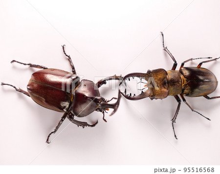 カブトムシ ミヤマクワガタ クワガタムシ 夏休み 子供 カブトムシ ミヤマクワガタ クワガタムシ 夏休み 子供 95516568