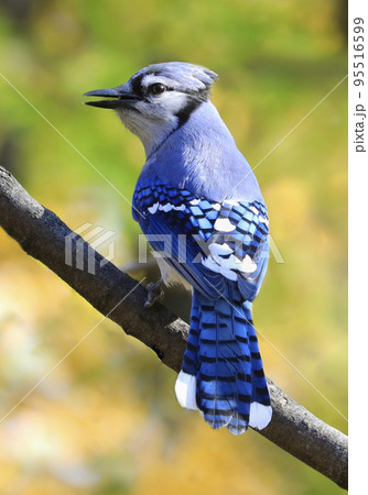Blue Jay with autumn colors background, Quebec, Canada 95516599