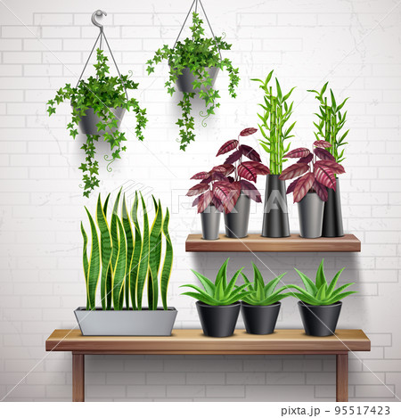 House Plants Realistic Interior House Plants Realistic Interior 95517423