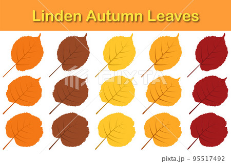Autumn Linden Leaf Set 95517492