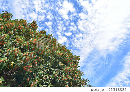 キンモクセイ キンモクセイ 95518325