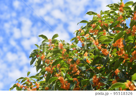 キンモクセイ 95518326