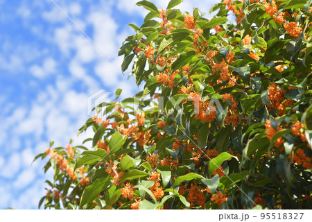 キンモクセイ キンモクセイ 95518327