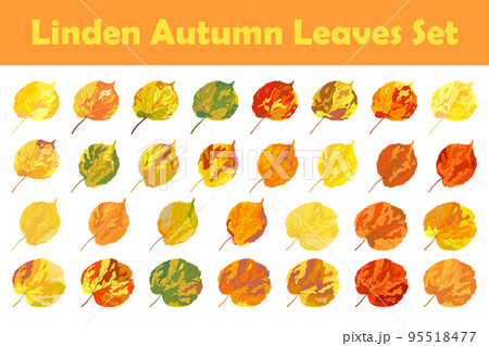 Autumn Linden Leaf Set Autumn Linden Leaf Set 95518477