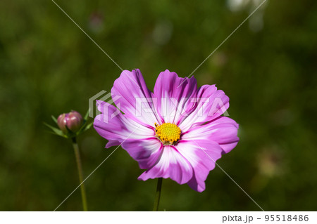 秋のイメージ、、パステルカラーのコスモスの花びら 秋のイメージ、、パステルカラーのコスモスの花びら 95518486