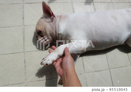 white French bulldog or lie down French bulldog ,sleepy dog or sunbathe dog or pat dog or touch dog white French bulldog or lie down French bulldog ,sleepy dog or sunbathe dog or pat dog or touch dog 95519045