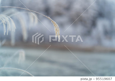 【霧氷素材】聖高原の霧氷【長野県】 95519607