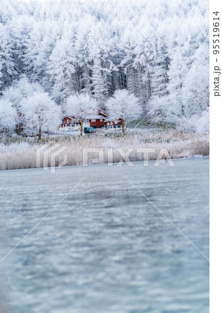 【霧氷素材】聖高原の霧氷【長野県】 95519614