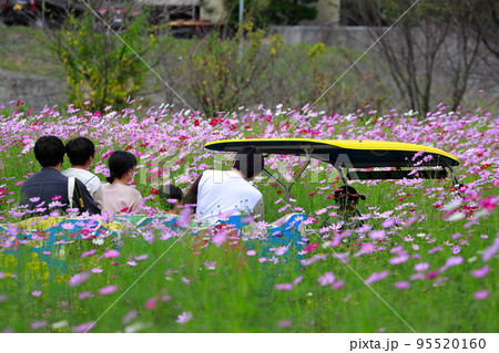 高知県 越智 コスモス 高知県 越智 コスモス 95520160