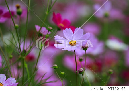 高知県　越智　コスモス 95520162