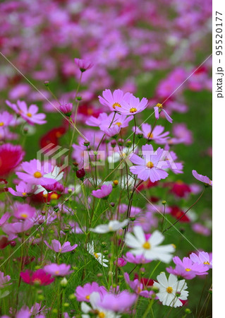 高知県　越智　コスモス 95520177