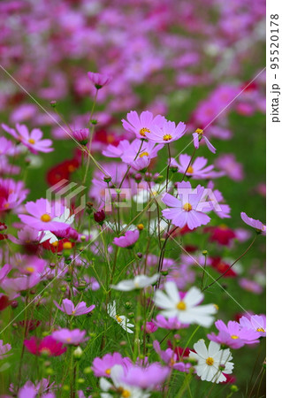 高知県　越智　コスモス 95520178